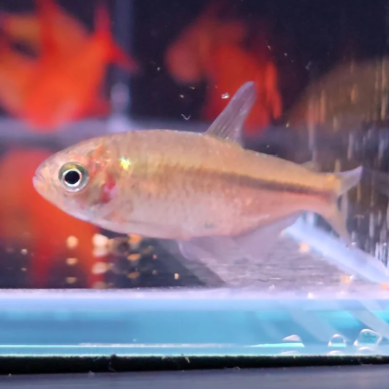 firemouthaquaristic845923