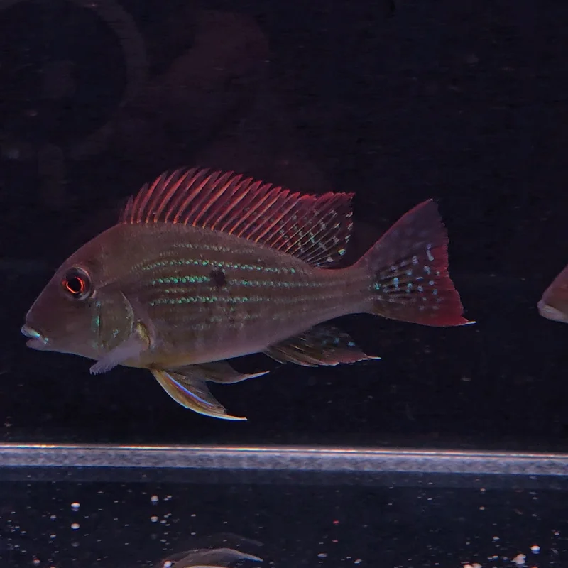 firemouthaquaristic845943