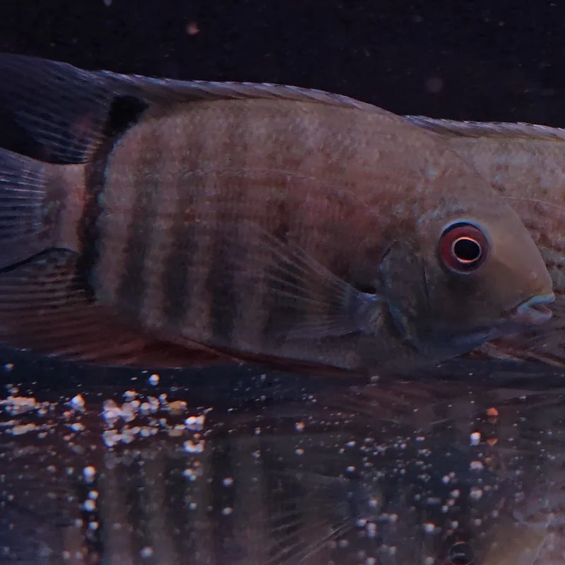 firemouthaquaristic845957