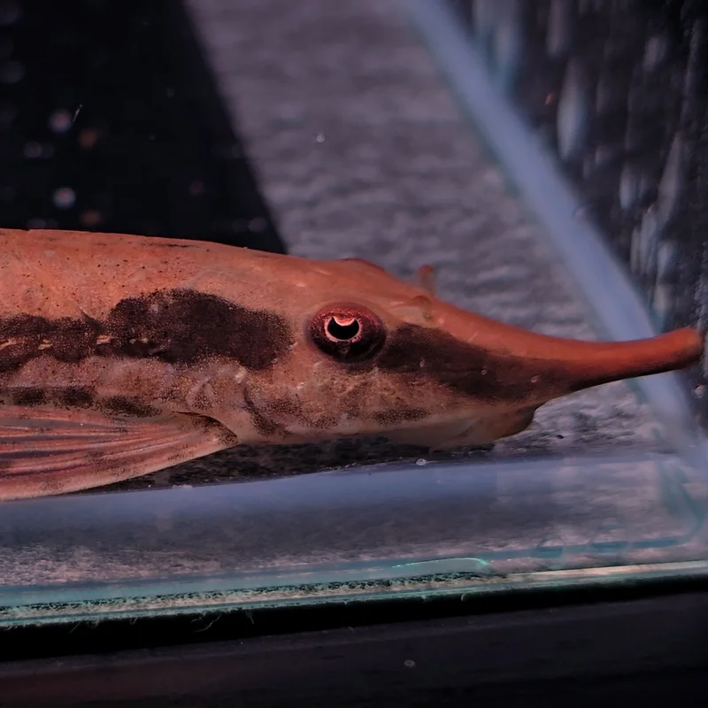 firemouthaquaristic846059
