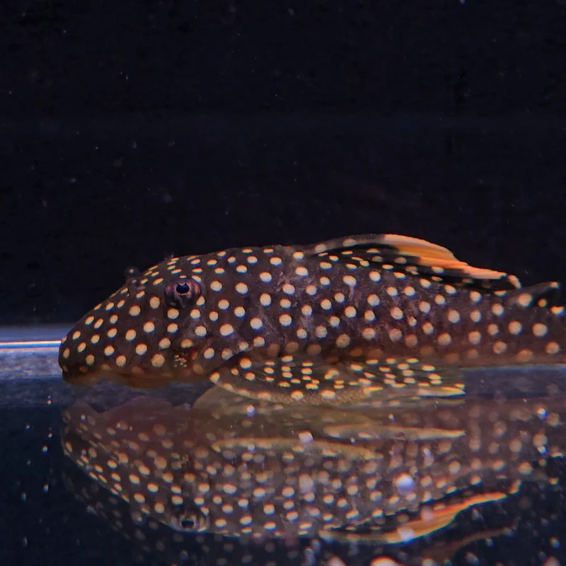 firemouthaquaristic846094
