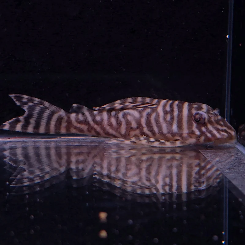 firemouthaquaristic846107