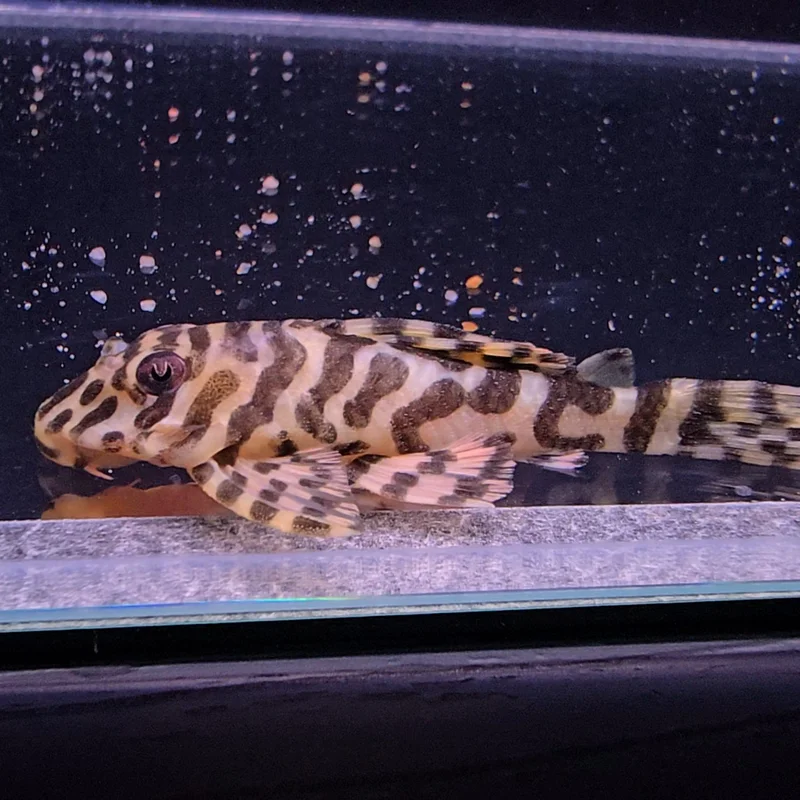 firemouthaquaristic846126
