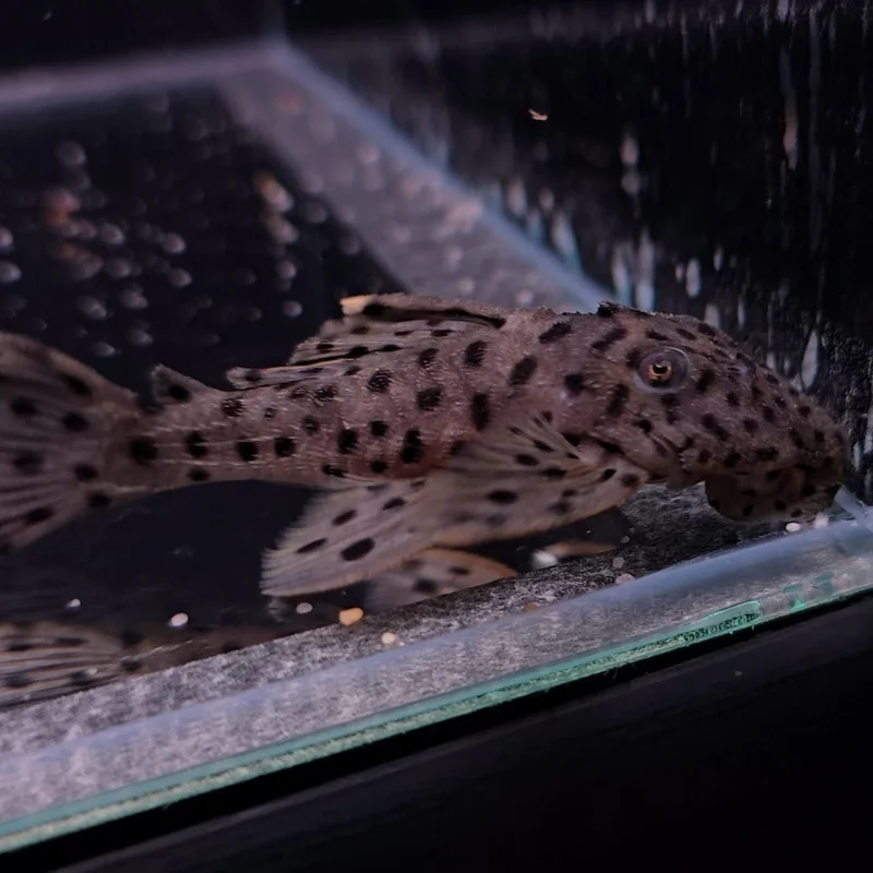 firemouthaquaristic846158