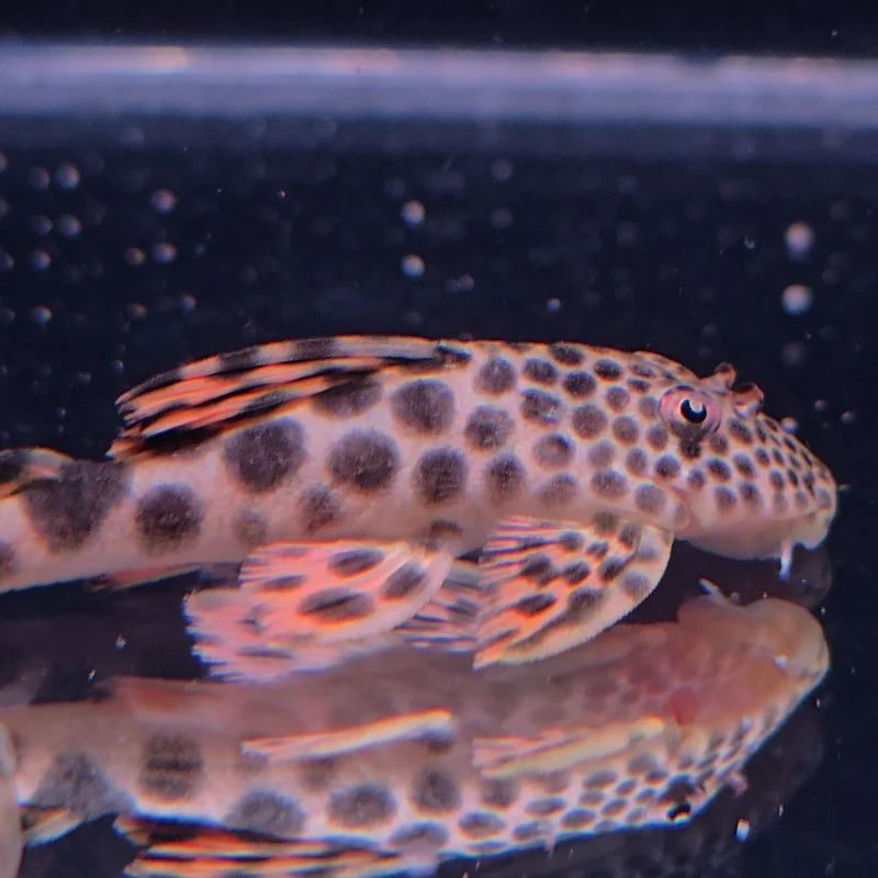 firemouthaquaristic846169
