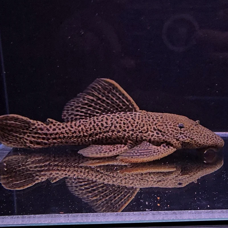 firemouthaquaristic846214
