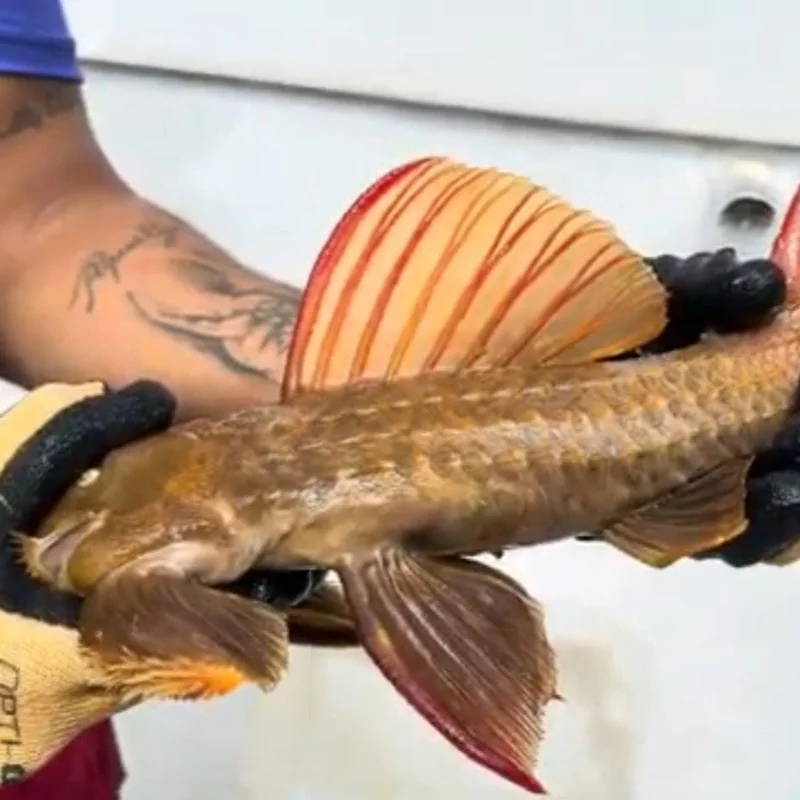 firemouthaquaristic846233