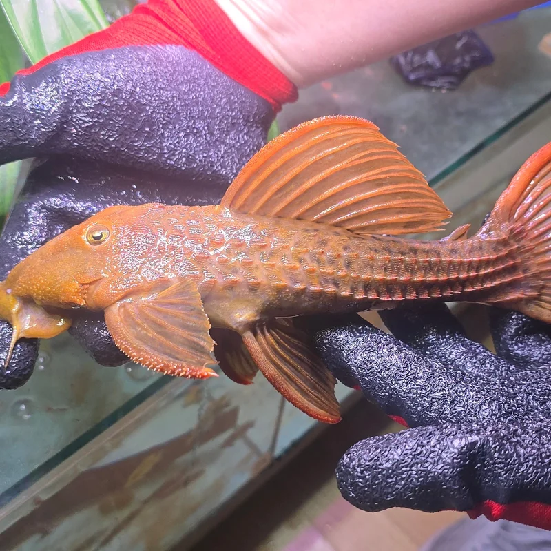firemouthaquaristic846250