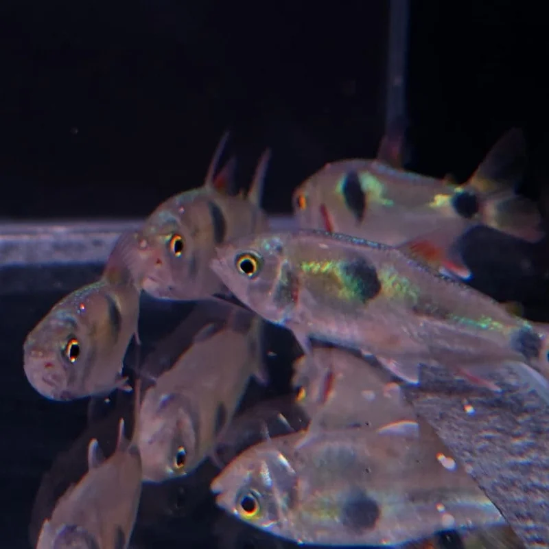 firemouthaquaristic846433