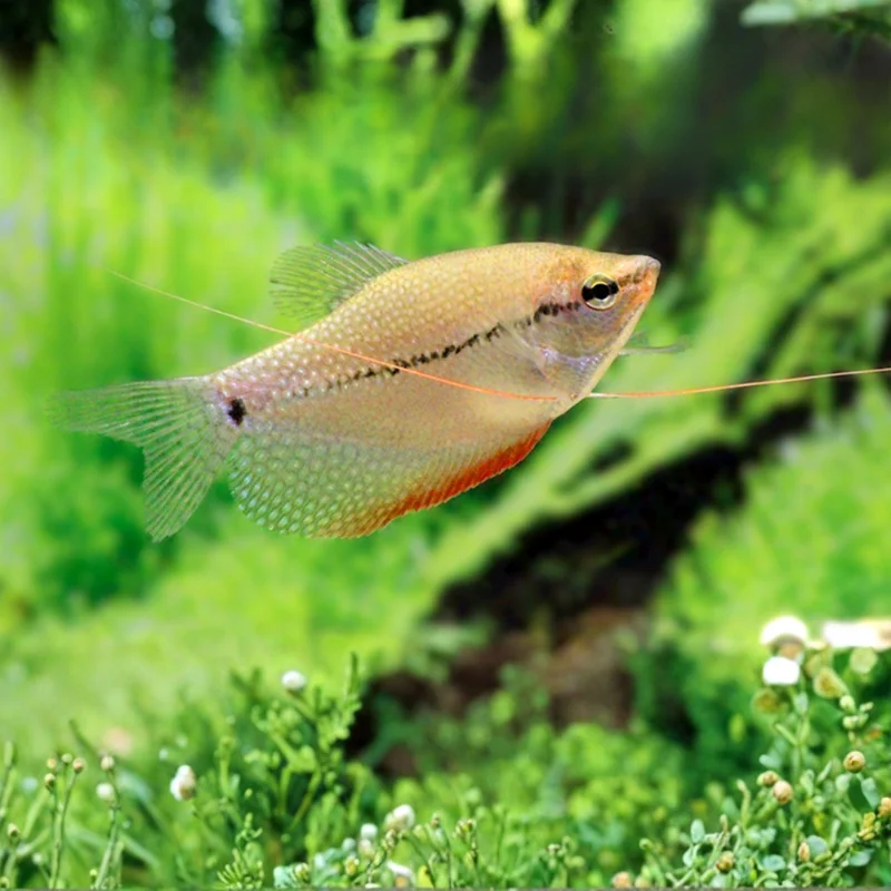 firemouthaquaristic846471