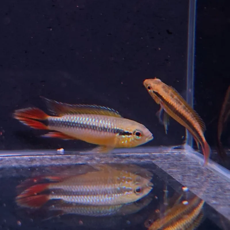 firemouthaquaristic846486