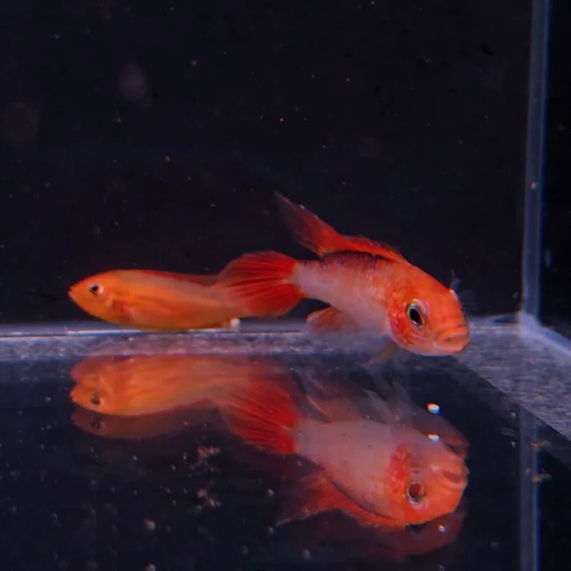 firemouthaquaristic846497