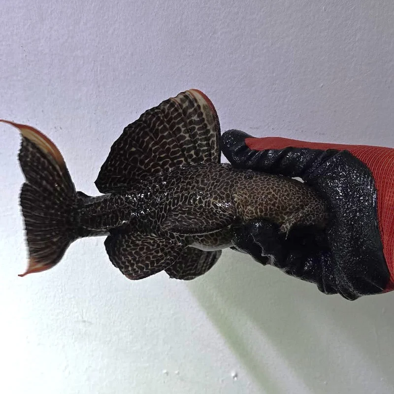 firemouthaquaristic846631