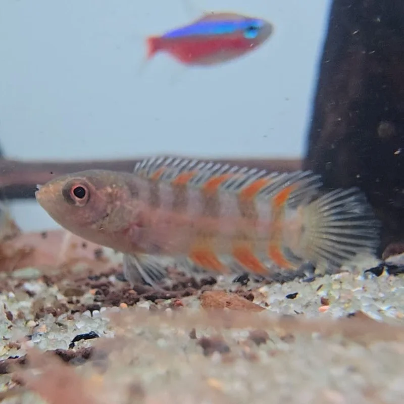 firemouthaquaristic847078