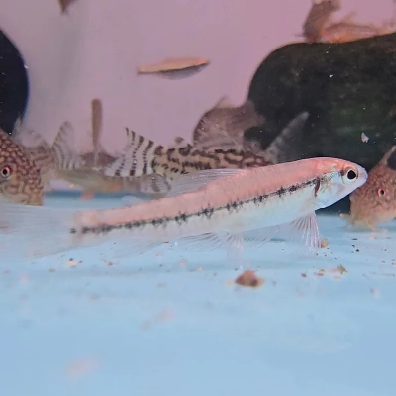 firemouthaquaristic847114