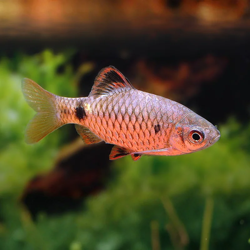 firemouthaquaristic847490