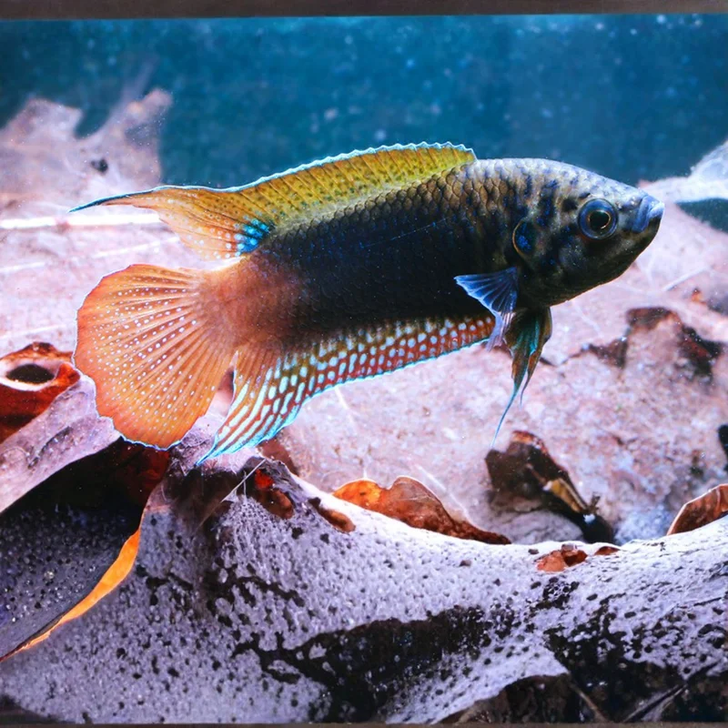 firemouthaquaristic847526