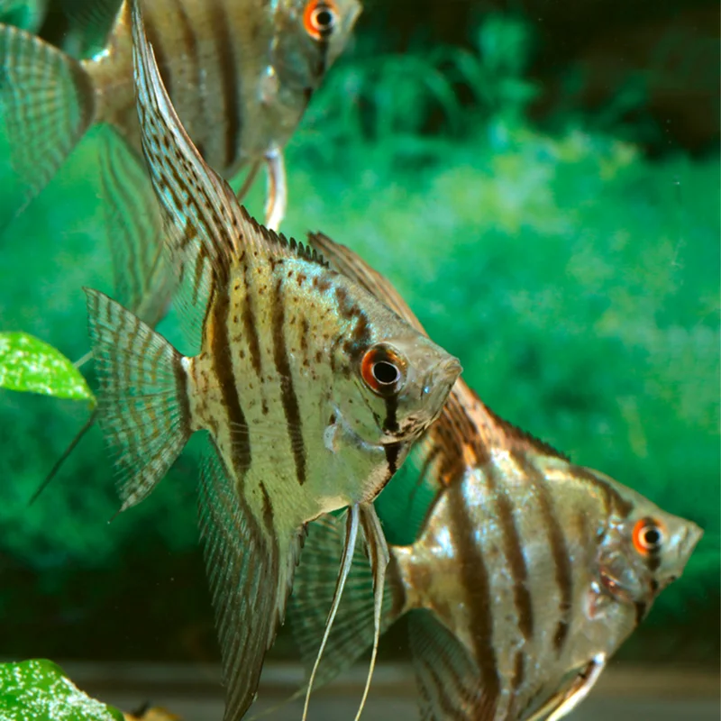 firemouthaquaristic847584