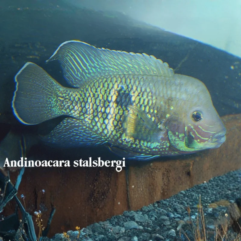 firemouthaquaristic847607
