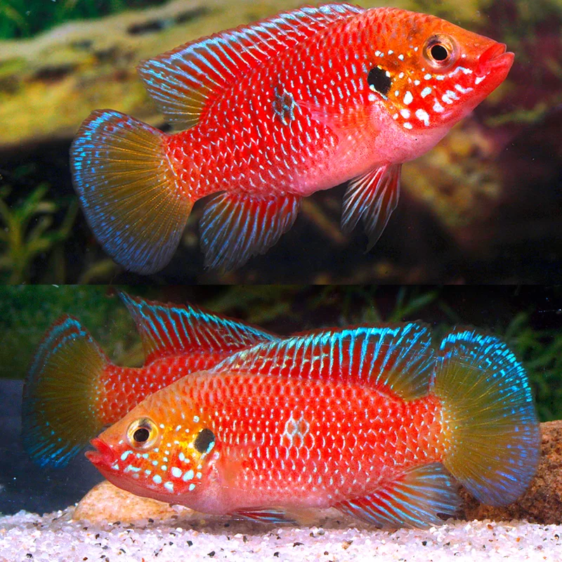 firemouthaquaristic847689