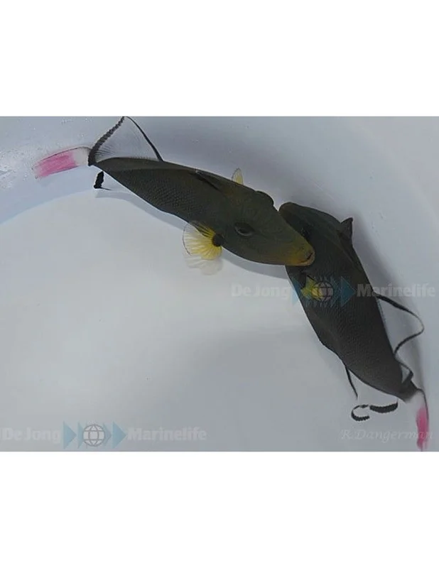 furiousfish115823
