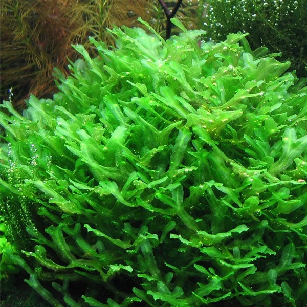 littletreedesignbiotopes824705