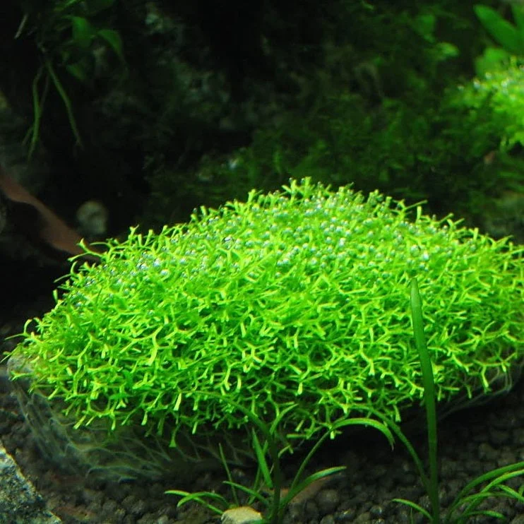 littletreedesignbiotopes824723