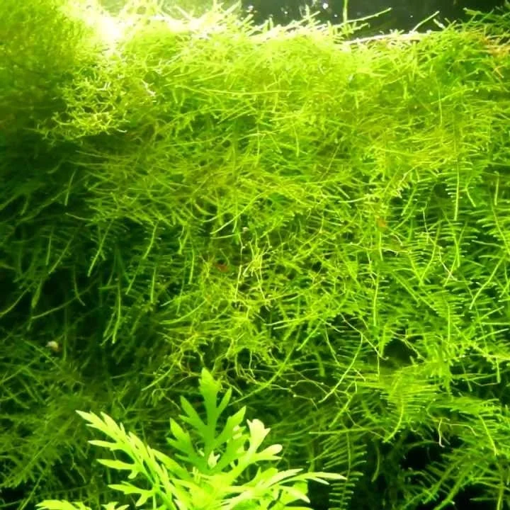 littletreedesignbiotopes824737