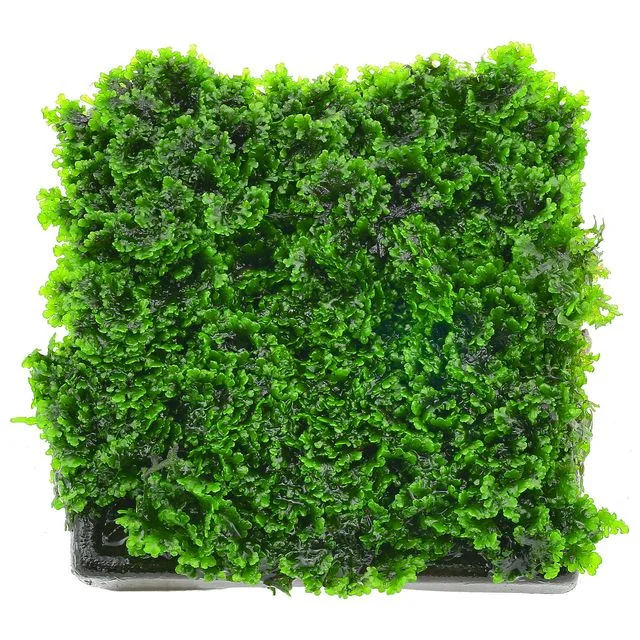 littletreedesignbiotopes824752