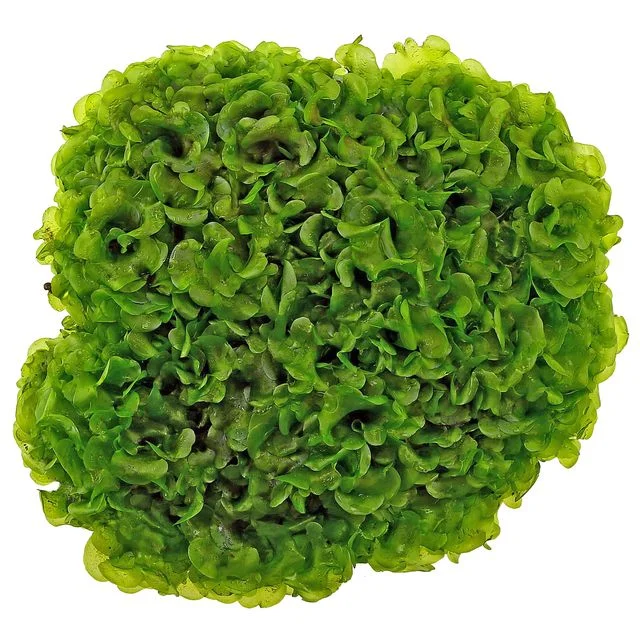 littletreedesignbiotopes824769