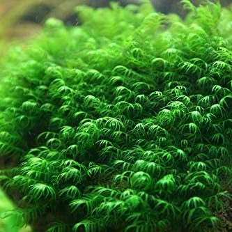 littletreedesignbiotopes824786