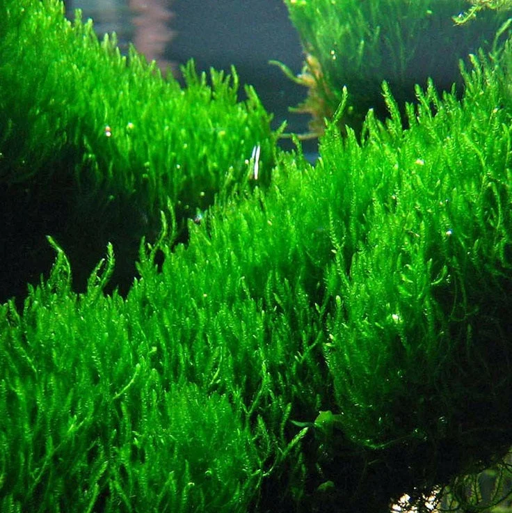 littletreedesignbiotopes824799