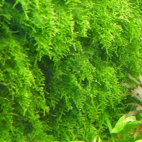 littletreedesignbiotopes824810