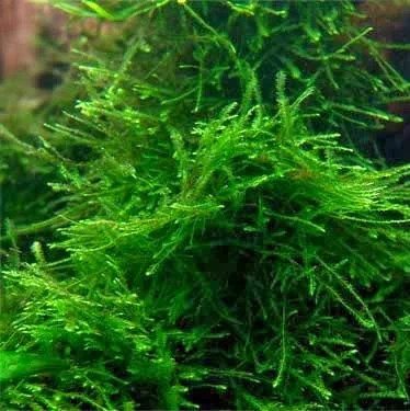 littletreedesignbiotopes824826