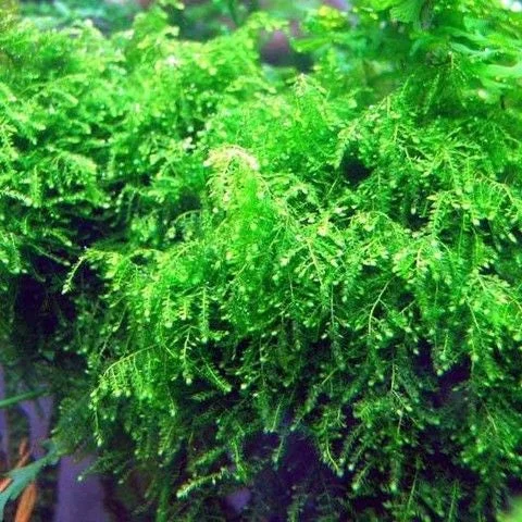 littletreedesignbiotopes824839