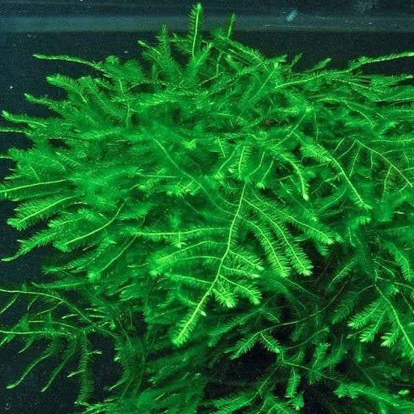 littletreedesignbiotopes824854