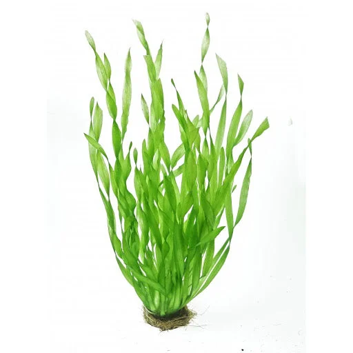 littletreedesignbiotopes825009