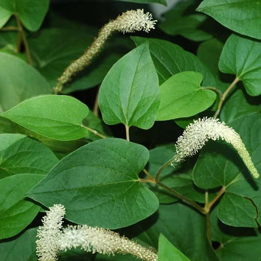 littletreedesignbiotopes825021