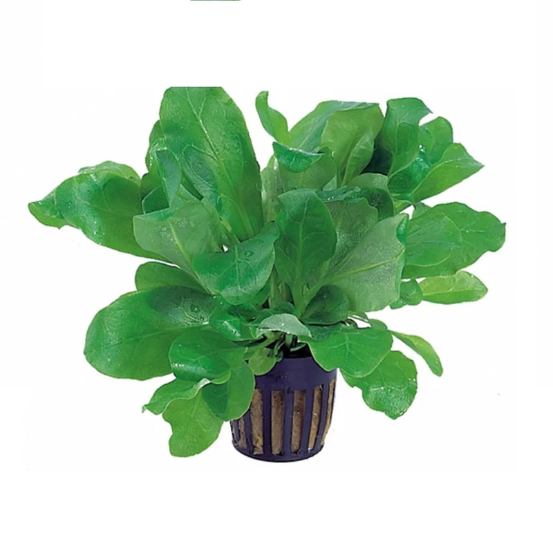 littletreedesignbiotopes825044