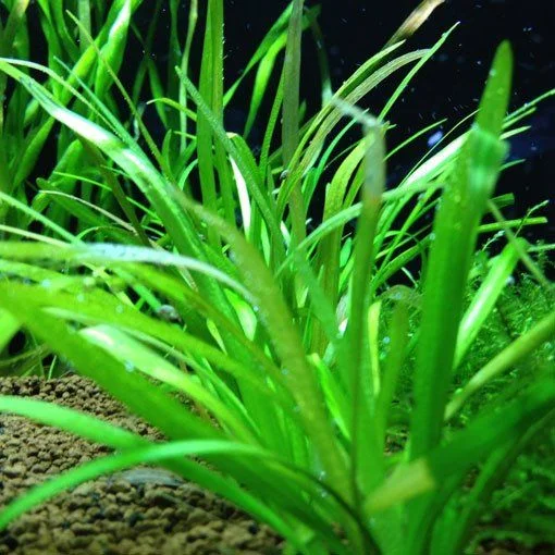 littletreedesignbiotopes825065