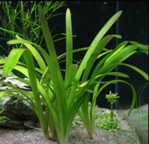 littletreedesignbiotopes825078
