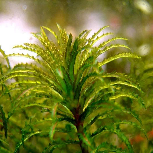 littletreedesignbiotopes825104