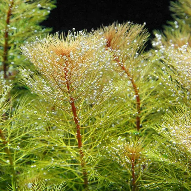 littletreedesignbiotopes825122