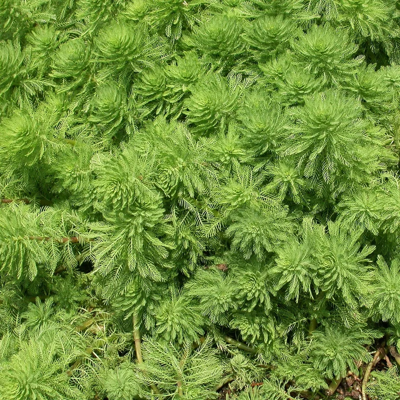 littletreedesignbiotopes825148