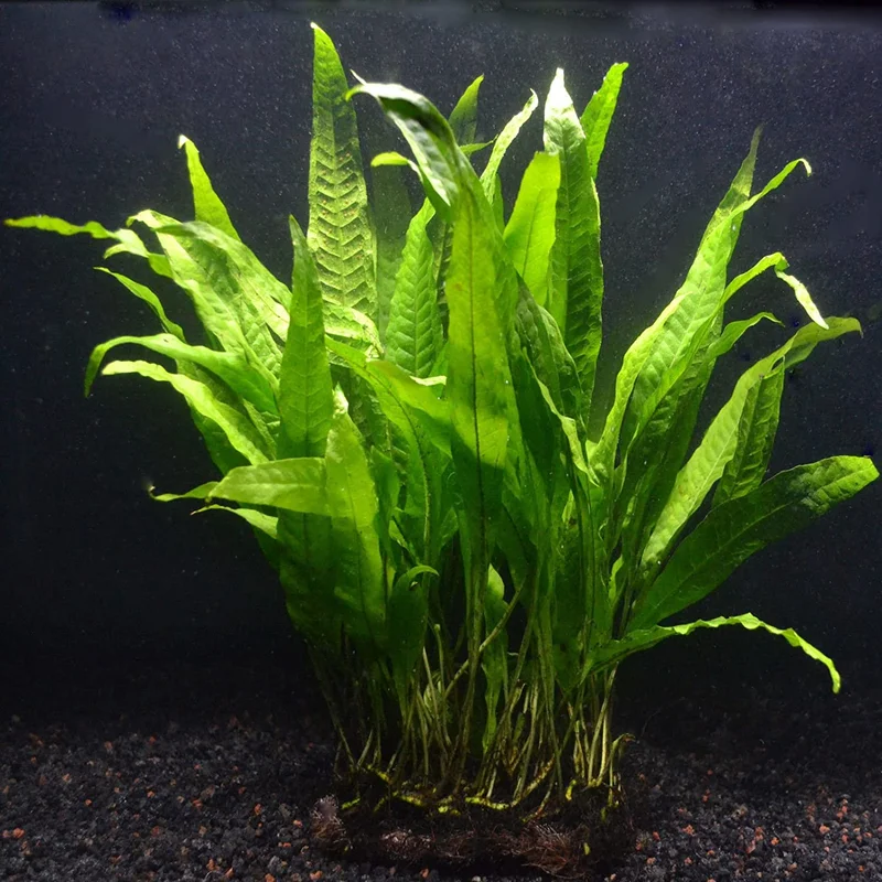 littletreedesignbiotopes825167