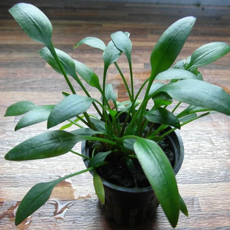 littletreedesignbiotopes825392