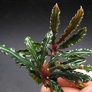 littletreedesignbiotopes825409