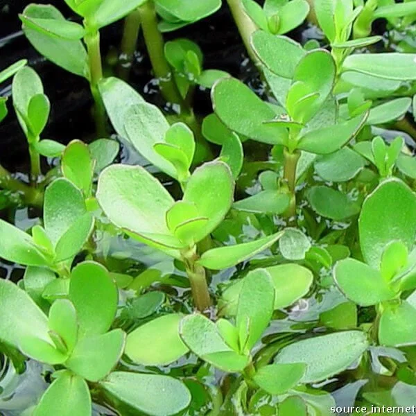 littletreedesignbiotopes825427