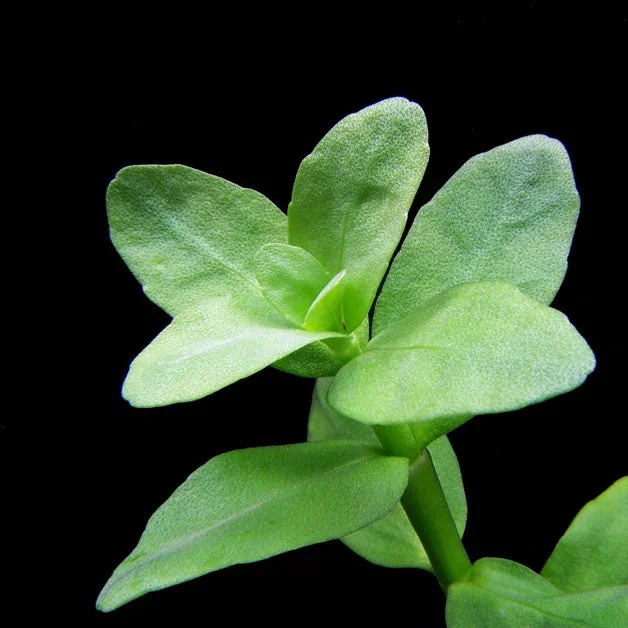 littletreedesignbiotopes825443