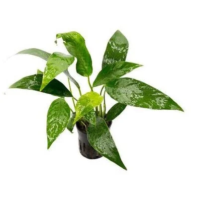 littletreedesignbiotopes825468